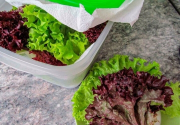 Como conservar as folhas por mais tempo a geladeira 