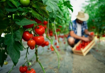 Alimentos orgânicos: O que são e porquê consumi-los?